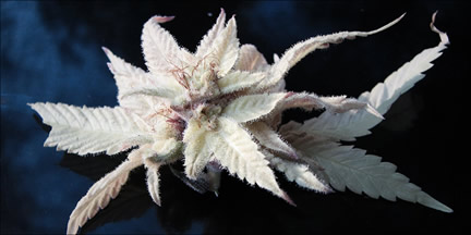 Genetic Cannabis Mutation ALbine