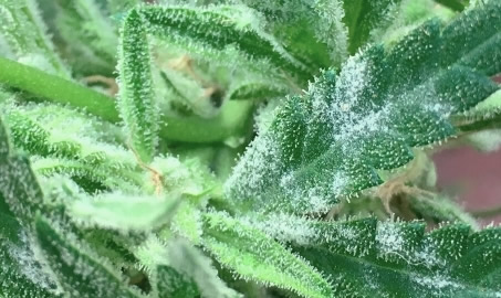 Emerging Cannabis Dieseases in California