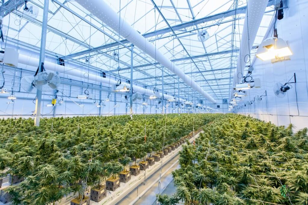 The Threat for Cannabis Crop Cultivation, Growing Room