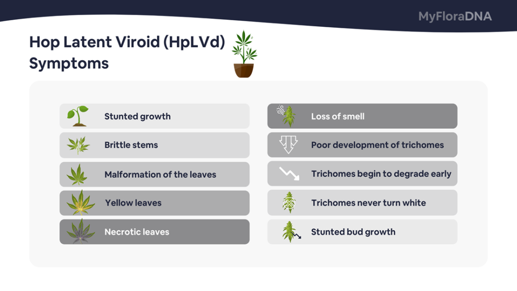 The Threat for Cannabis Crop Cultivation sympthoms