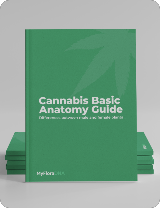 Cannabis Basic Anatomy Guide 2