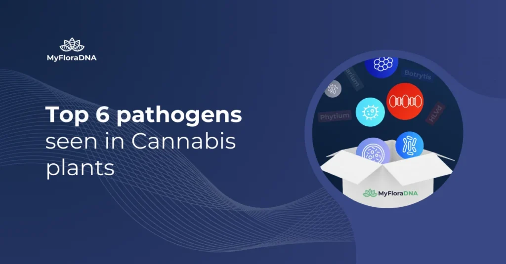 Cover image for blog post "Top 6 pathogens seen in Cannabis plants"