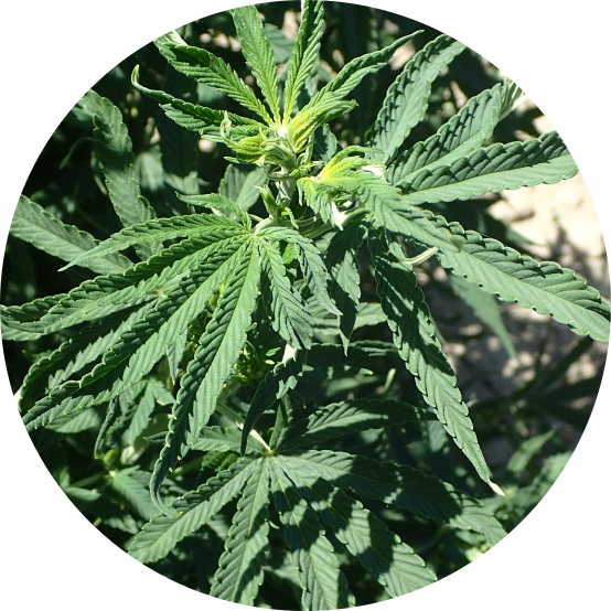 Beet Curly Top Virus Cannabis - 1