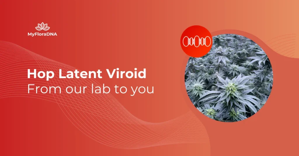 Cover image for blog post "Hop Latent Viroid: From our lab to you"