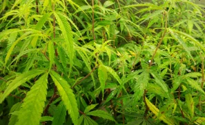 panel-decline-02-min