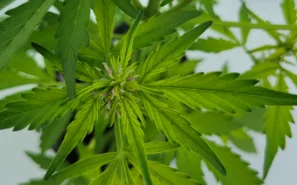 panel-decline-03-min