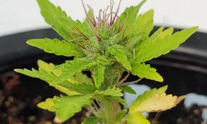 panel-decline-04-min