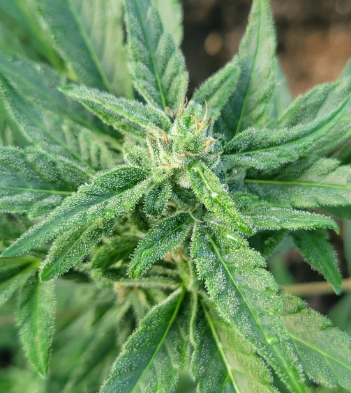 panel-flowerfailure-01-min