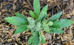 panel-flowerfailure-02-min