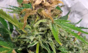 panel-flowerfailure-04-min