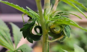 panel-leafdeformation-02-min