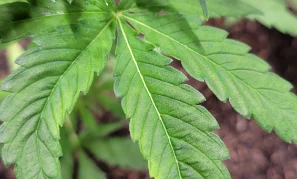 panel-leafdeformation-03-min