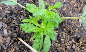 panel-leafdeformation-04-min