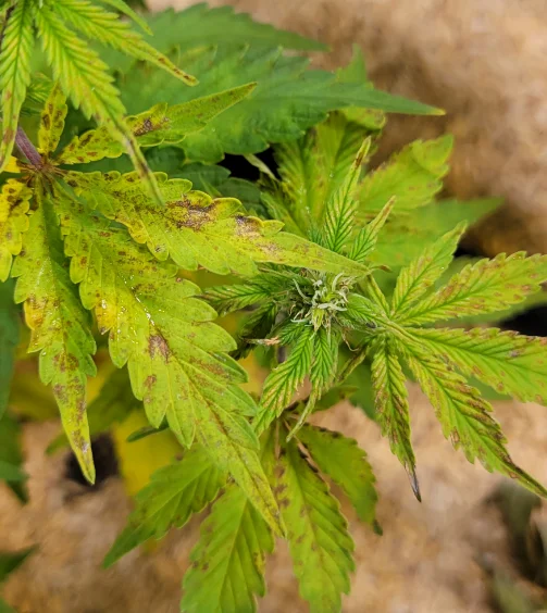 panel-leafspot-01-min