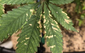 panel-leafspot-03-min