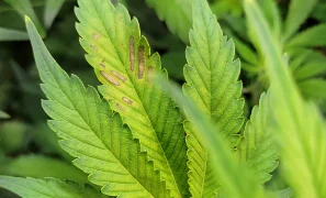 panel-leafspot-04-min