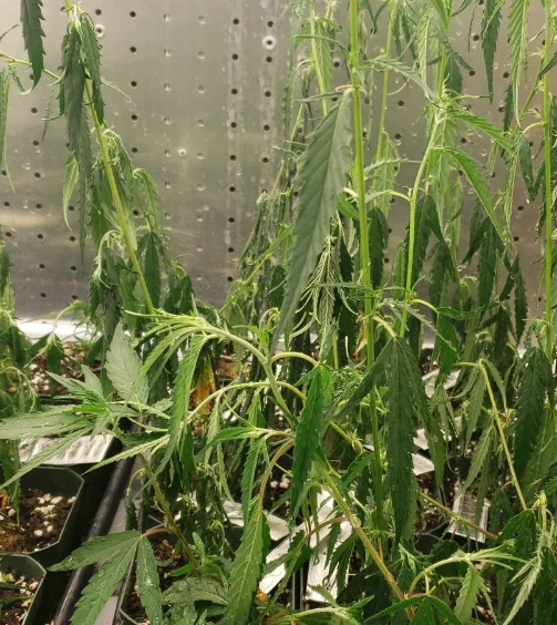 panel-wilting-01-min