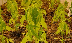 panel-wilting-02-min