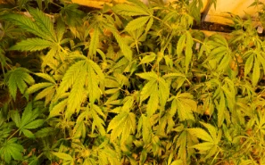 panel-wilting-03-min