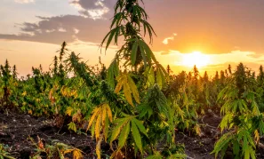 panel-wilting-04-min