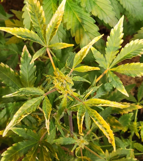 panels-yellowing-01-min