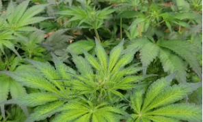 panels-yellowing-02-min