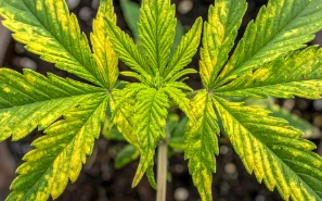 panels-yellowing-03-min