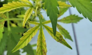 panels-yellowing-04-min