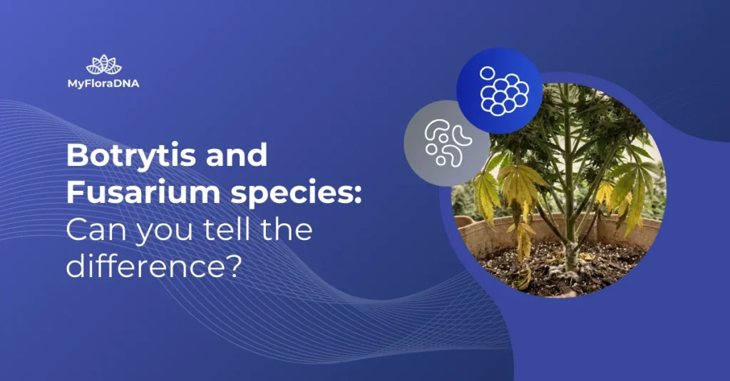 Cover image for post "Botrytis vs Fusarium species: can you tell the difference?