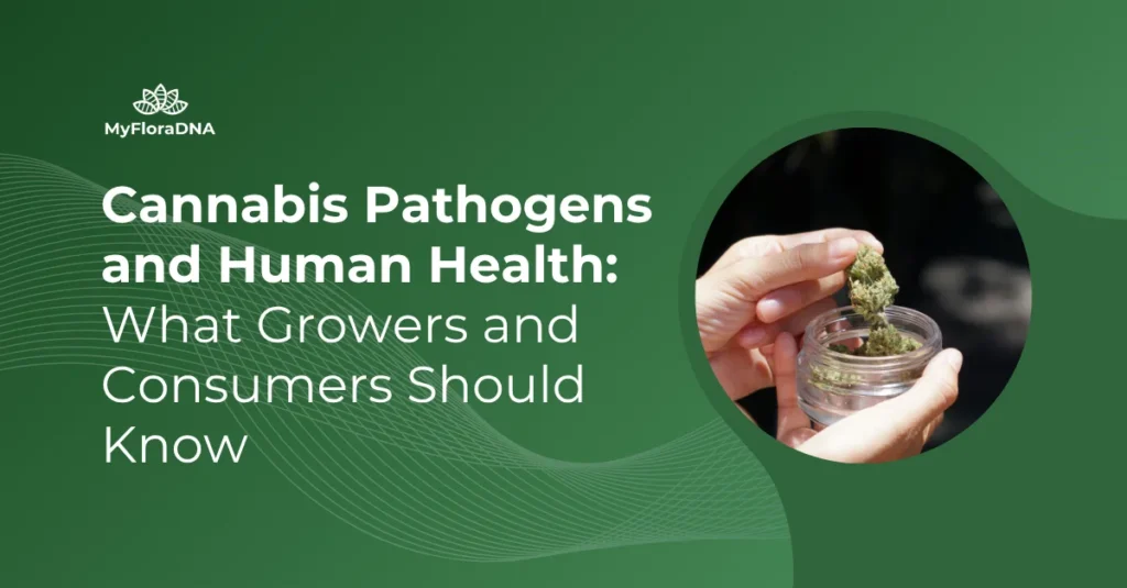 Cover image for blog post "Cannabis Pathogens & Human Health: What growers and consumers should know"