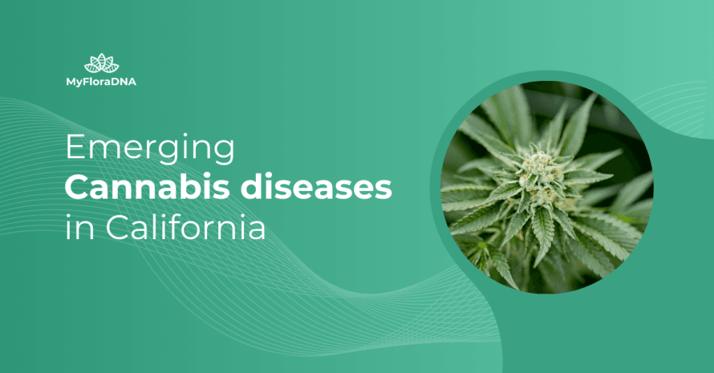 Blog cover for Emerging Cannabis Diseases in California