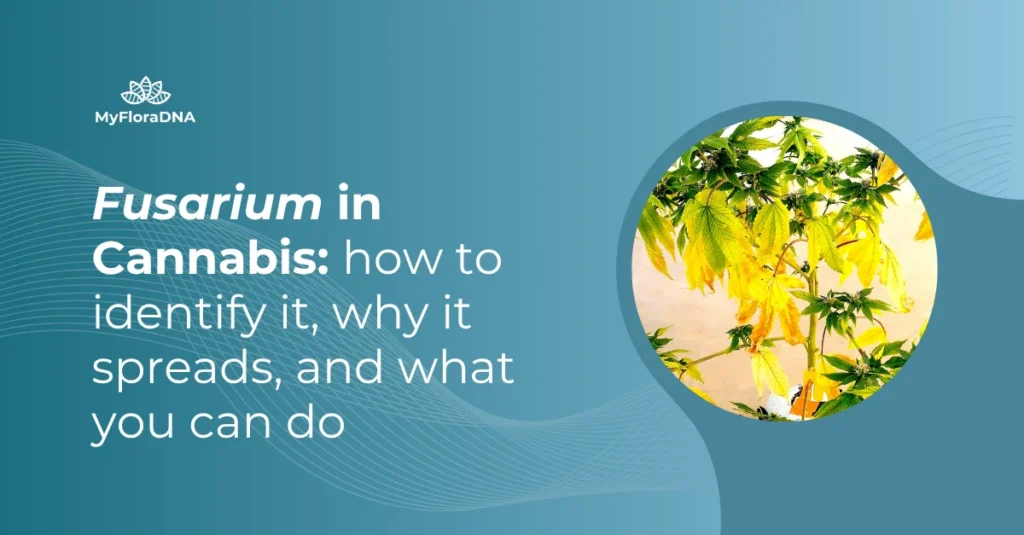 Cover image for blog post "Fusarium in Cannabis: how to identify it, why it spreads, and what you can do"