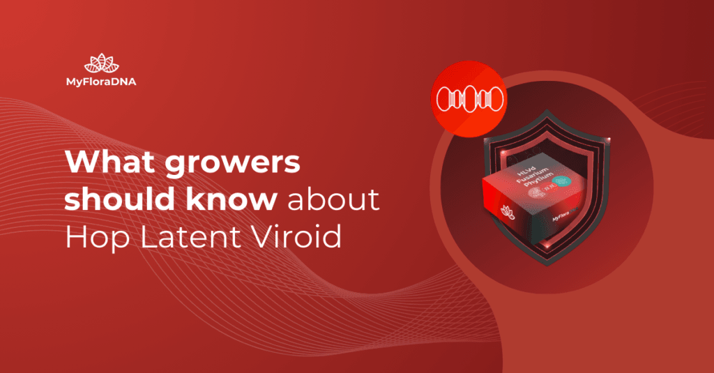 Cover image for blog post "What growers should know about Hop Latent Viroid"