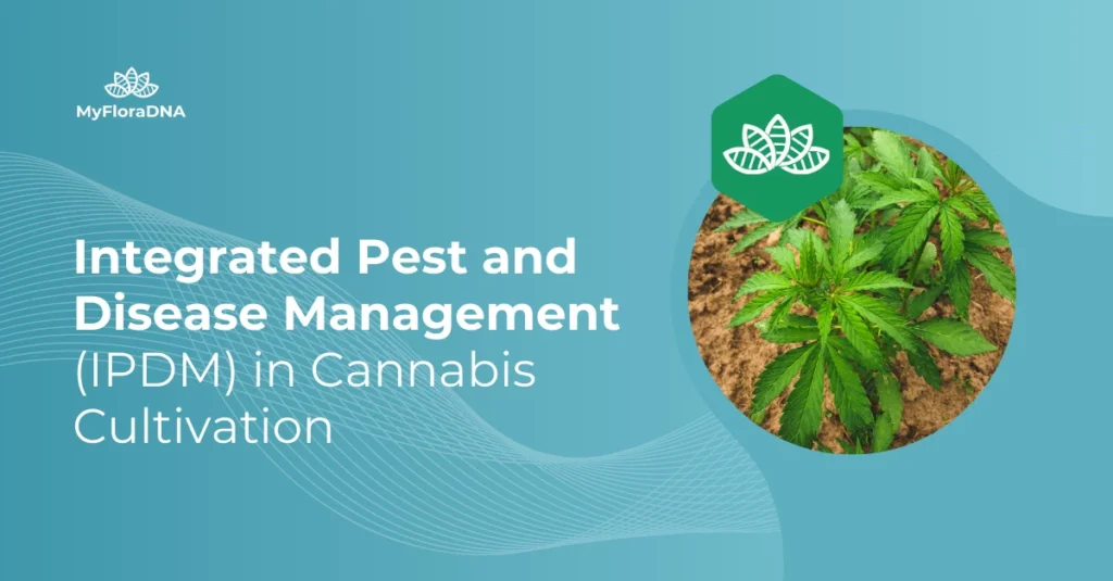 Cover image for blog post "Integrated Pest and Disease Management (IPDM) in Cannabis Cultivation"