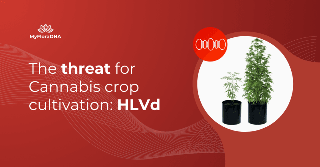 Blog cover for The threat for Cannabis crop cultivation: HLVd