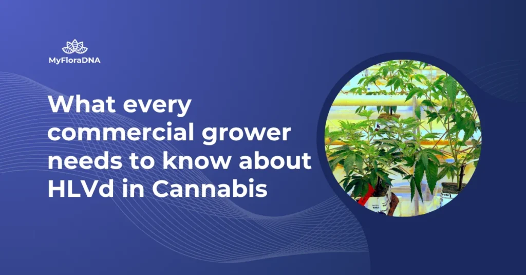 Cover image for blog post "What every commercial grower needs to know about HLVd in Cannabis"